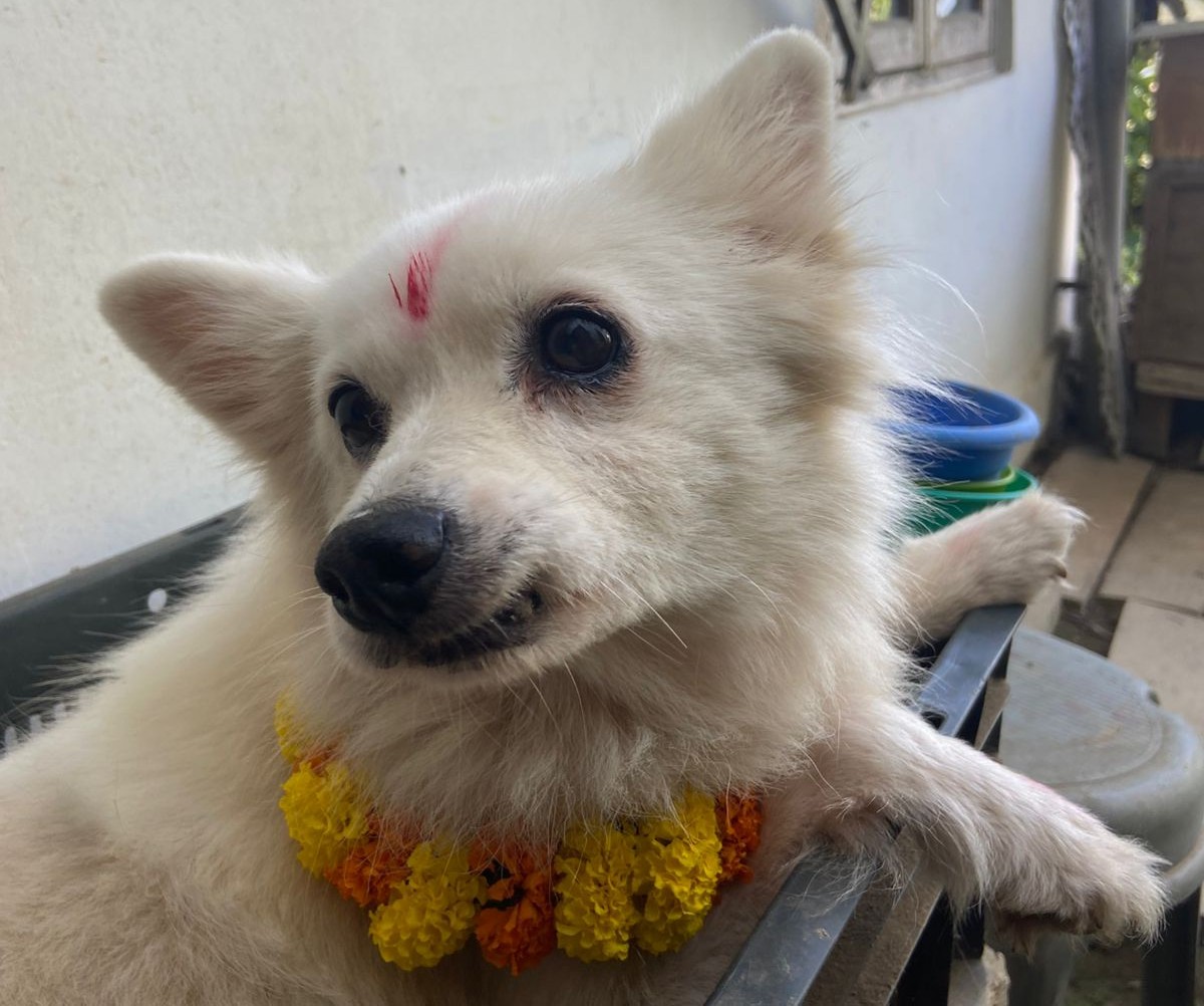 नगरपालिकाद्वारा घर पालतु कुकुर लाइसेन्स-को पहल