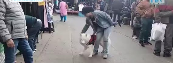 Read more about the article कुकुरलाई जताततै पाइखाना गराए 5 सय रुपियाँ जरिमाना