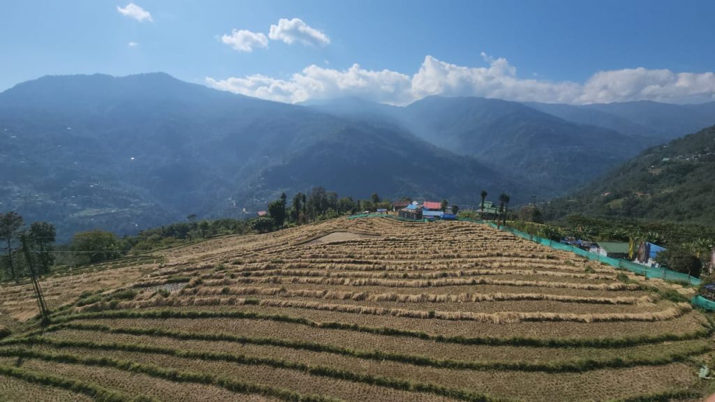 The weather cooperated when it came to harvesting rice.