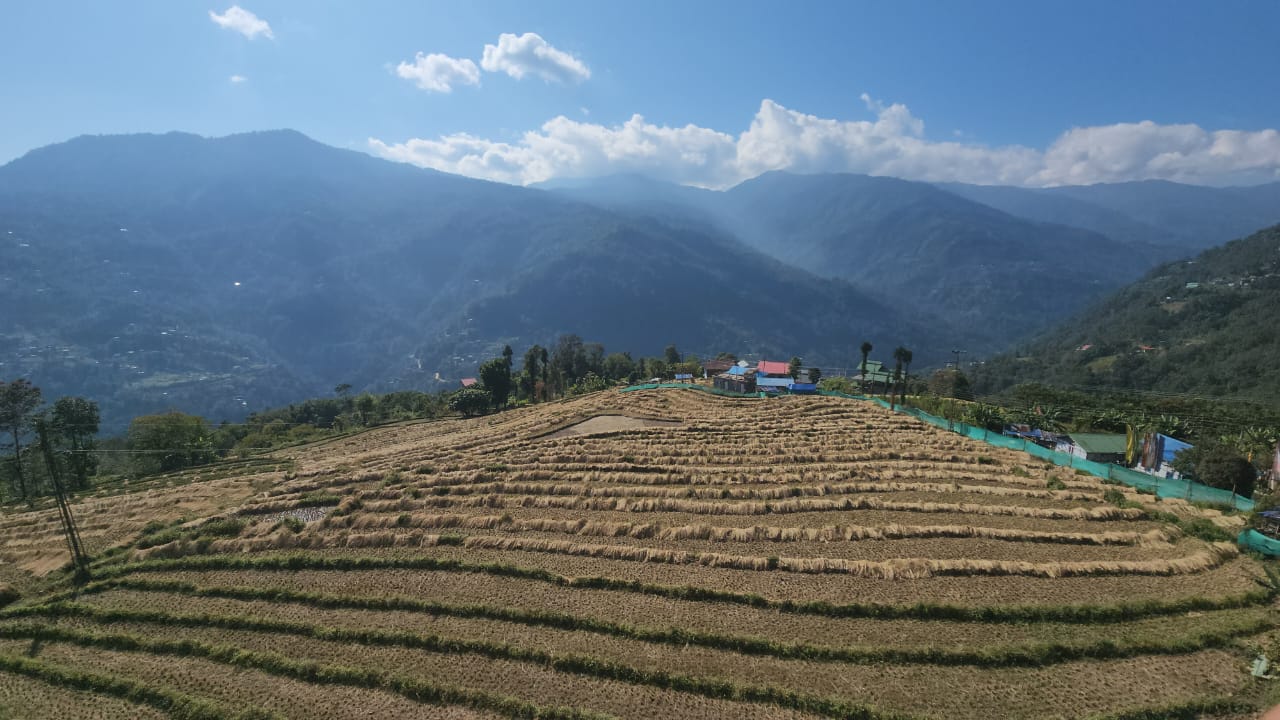 धान उठाउन लाग्दा मौसमले दियो साथ