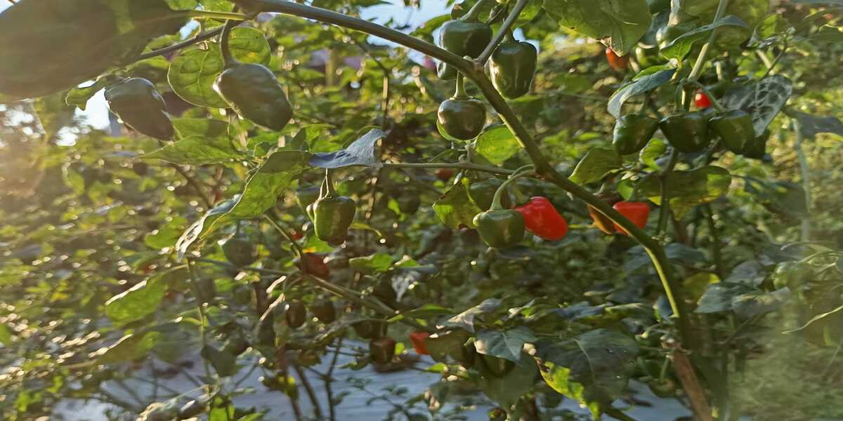 कृषकहरू डल्ले खोर्सानीको खेतीमा लाभान्वित