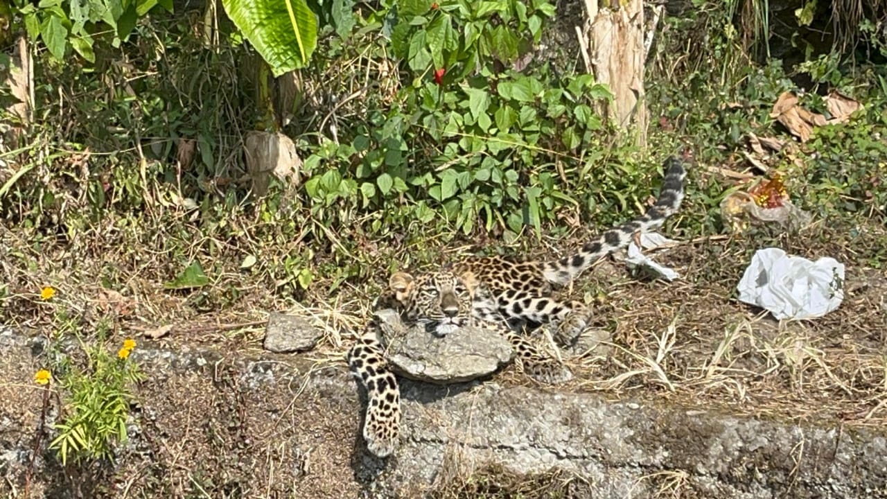 गिद्ध पहाड़स्थित भ्यु पोइन्ट नजिक आज बिहान एउटा चितुवा मृत अवस्थामा फेला
