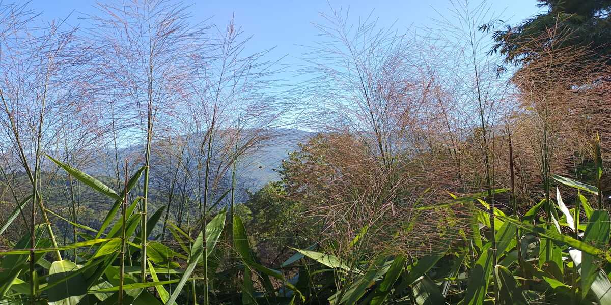 कडक कुचोको खेतीमा पहाडी कृषकहरू निराश