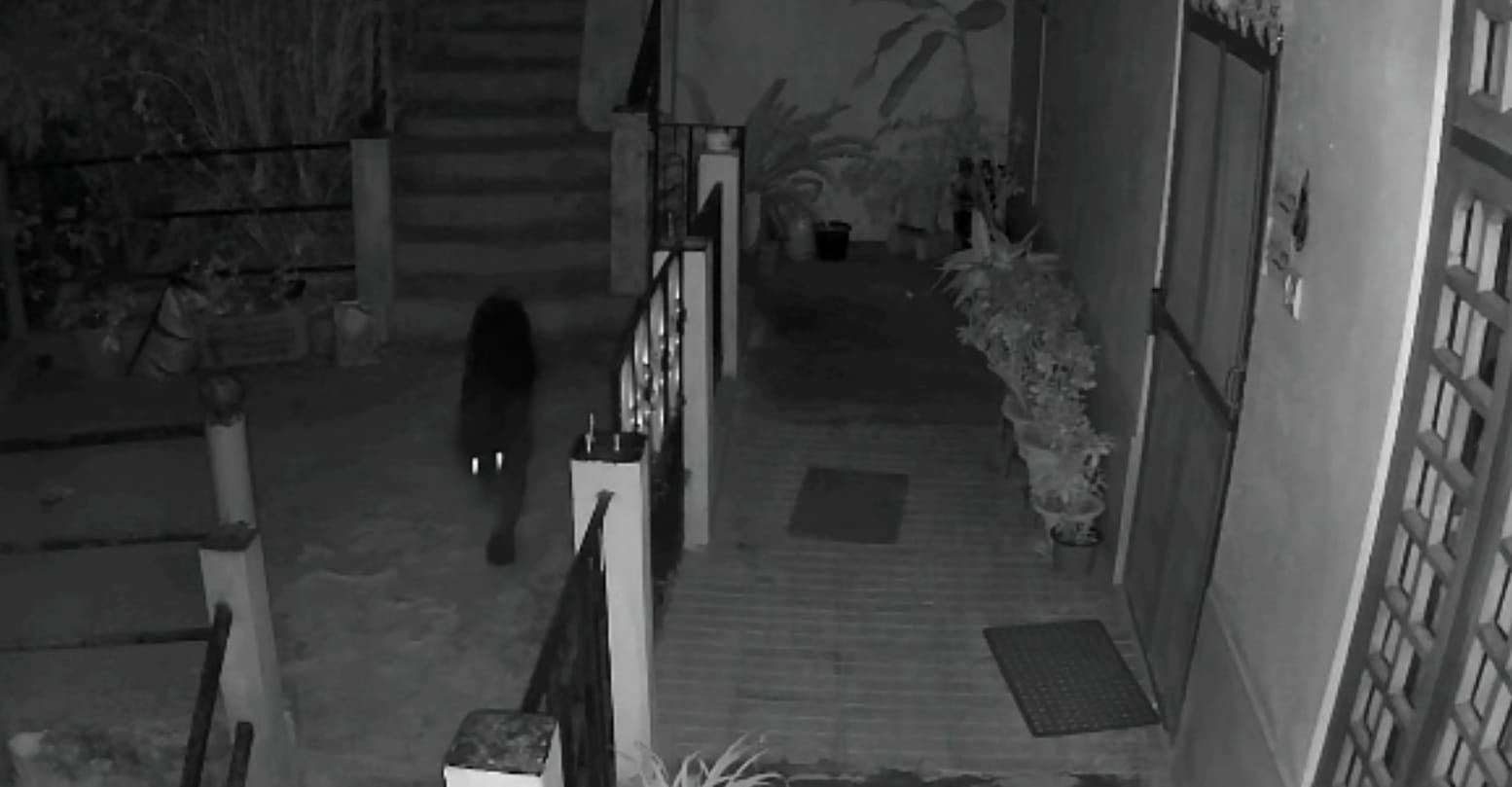 खरसाङ अनि वरिपरि क्षेत्रमा चितुवाको चहल पहल बढ़्दैछ