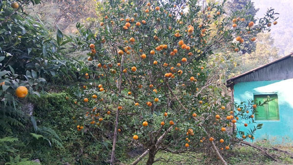 सुन्तलामा किरा लाग्ने रोगले कृषकहरू हैरान