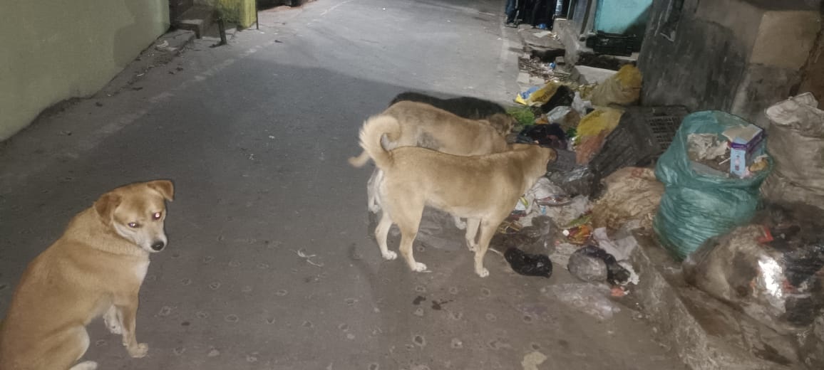 फोहोर-मैलामा झुत्तिने कुकुरहरूसित सतर्कता अपनाउन आवश्यक