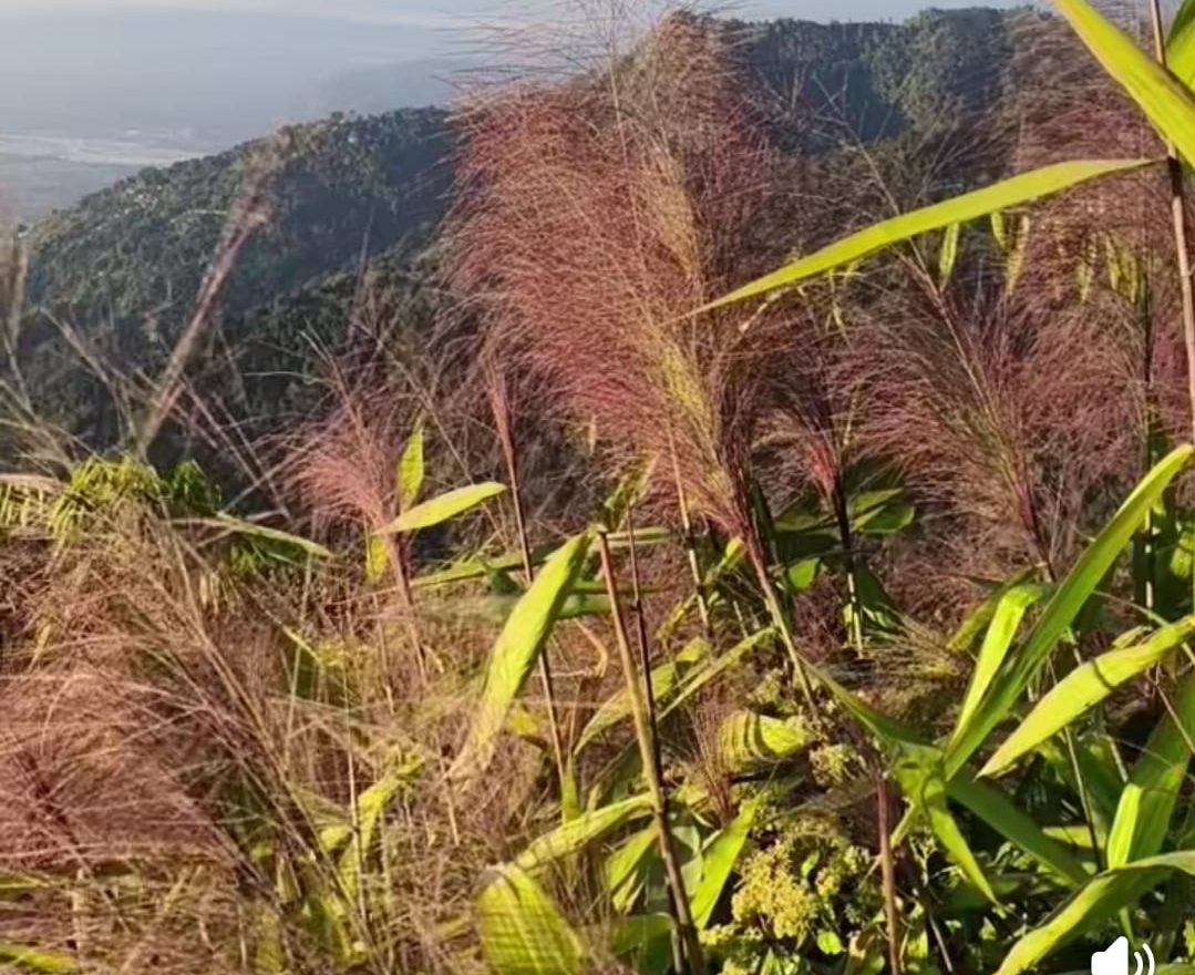 Read more about the article कुचोको उत्पादन लगतार घट्दैछ