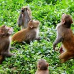 बाँदरको कारण गाउँ-बस्तीमा खेती गर्न छोड़ियो