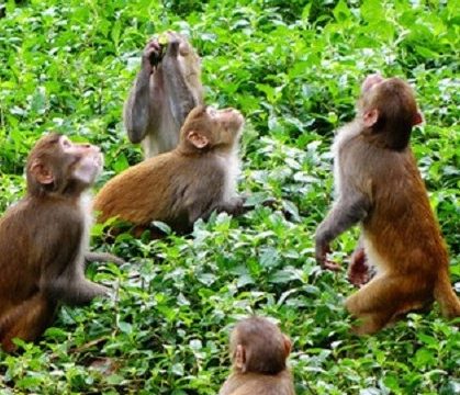 बाँदरको कारण गाउँ-बस्तीमा खेती गर्न छोड़ियो