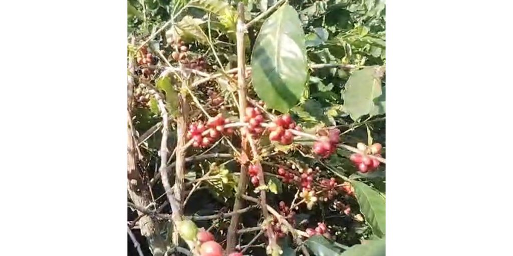 Coffee cultivation is also currently being developed