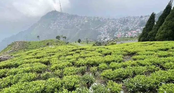 Read more about the article चिया श्रमिकहरूको रोज चुनावी मुद्दा बन्न सक्छ
