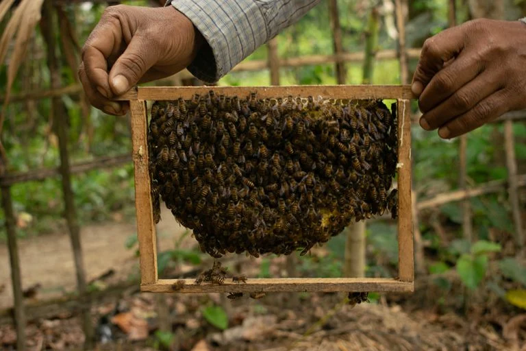 Read more about the article मौरी पालनमा रोजगारको राम्रो सम्भावना