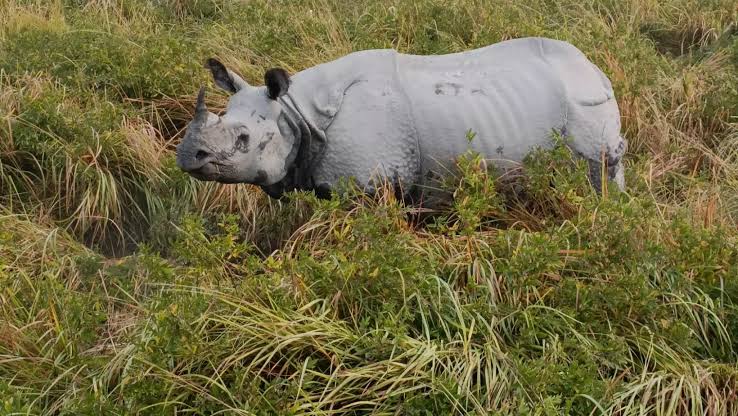 Read more about the article गैंडाको आक्रमणमा एक होमगार्डको मृत्यु, एक जना घाइते