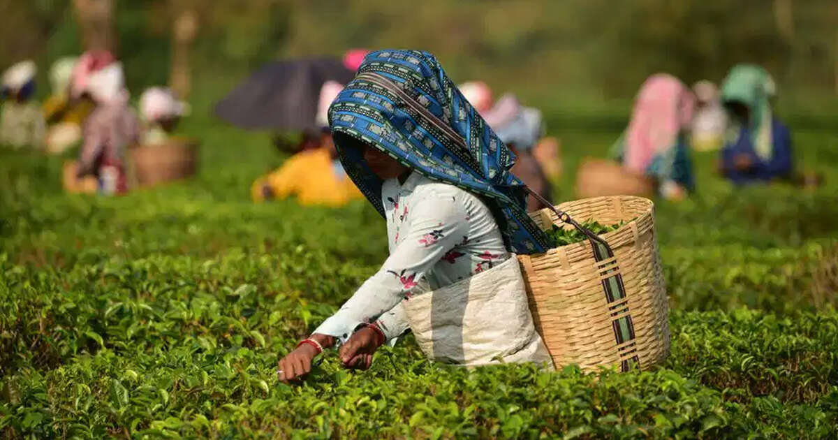 Read more about the article पश्चिम एसियाली युद्धले असमे चियालाई असर गर्ने, TAI को गहिरो चिन्ता
