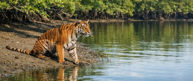 Bengal Safari tigress transfer Siliguri
