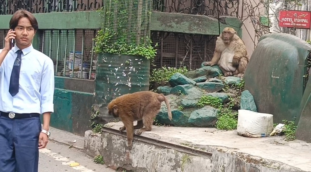 Read more about the article बाँदरको समस्यामाथि उम्मेद्वारहरूले नबोलेको गुनासो