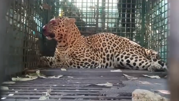 Leopard captured North Bengal