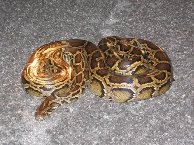 Python Rescue Jalpaiguri