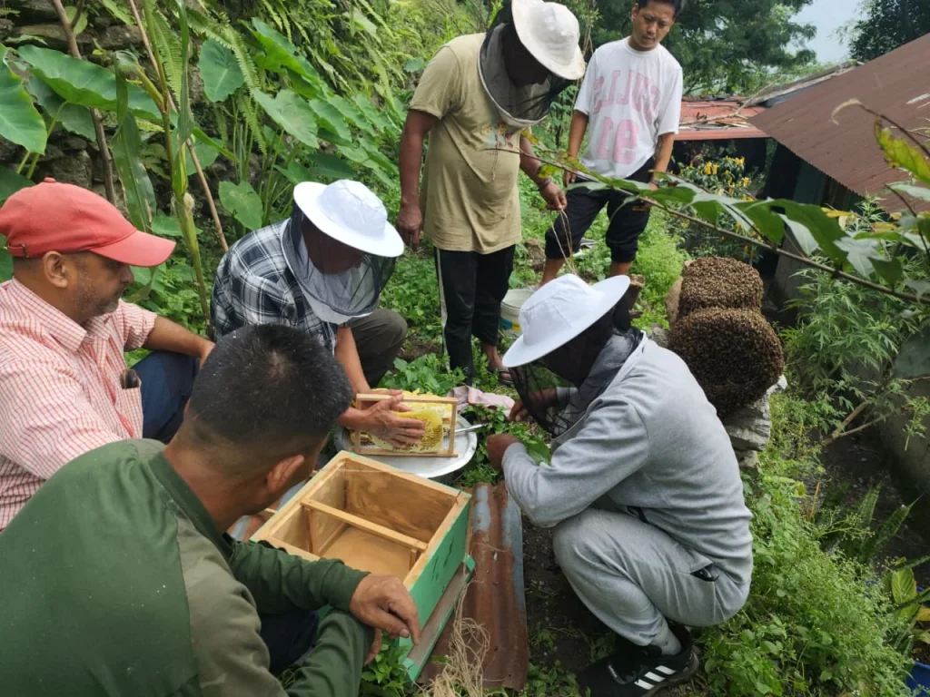 Queen Bee Project Darjeeling