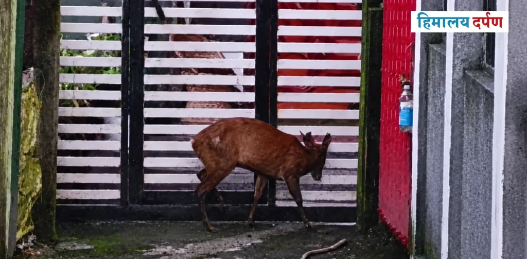 Deer rescue news Siliguri