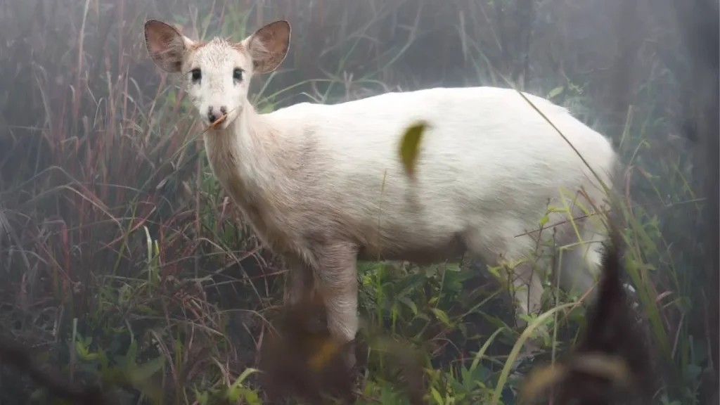 Albino Hog Deer Rescue