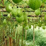 युवा पलायन रोक्ने इस्कुस खेतीसामु चुनौती
