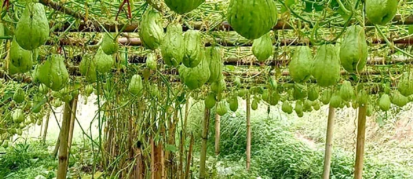 युवा पलायन रोक्ने इस्कुस खेतीसामु चुनौती