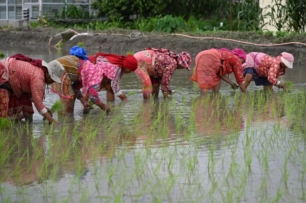 Asar 15 Nepal Paddy Day
