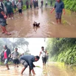 सडकको पोखरीमा चालकहरूले धान रोप्दै हाँसलाई पौडी खेलाए