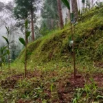 प्रगतिशील कृषकहरू अलैंचीको खेतीतिर