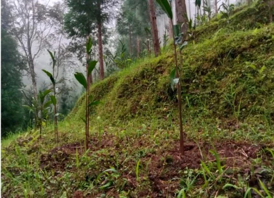 प्रगतिशील कृषकहरू अलैंचीको खेतीतिर
