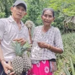 बुङकुलुङ बस्तीमा अनारस खेती फस्टाउँदै: स्थानीय कृषकहरूका लागि बन्दैछ आम्दानीको बलियो माध्यम