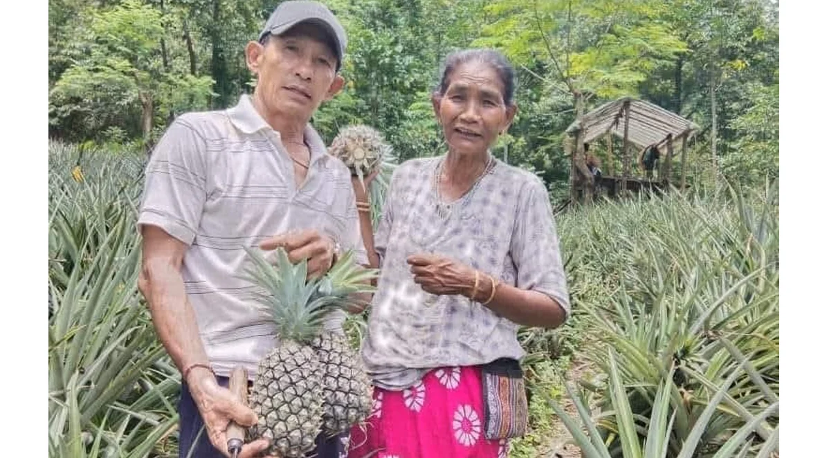 बुङकुलुङ बस्तीमा अनारस खेती फस्टाउँदै: स्थानीय कृषकहरूका लागि बन्दैछ आम्दानीको बलियो माध्यम