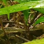 समालबोङको लोअर पाबुङमा पाइथन देखिएपछि स्थानीयवासी त्रसित