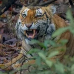 बक्सा टाइगर रिजर्भमा अक्टोबर २ देखि बाघ पुनःस्थापना अभियान सुरु हुने