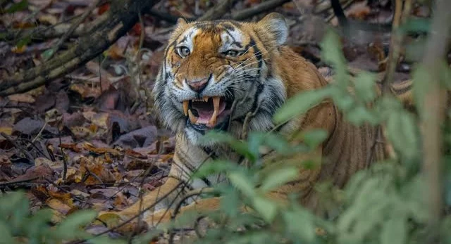 बक्सा टाइगर रिजर्भमा अक्टोबर २ देखि बाघ पुनःस्थापना अभियान सुरु हुने