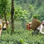 चिया बगानका श्रमिकहरूका मागमा बैठक हुन छाडेको भन्दै असन्तोष व्यक्त
