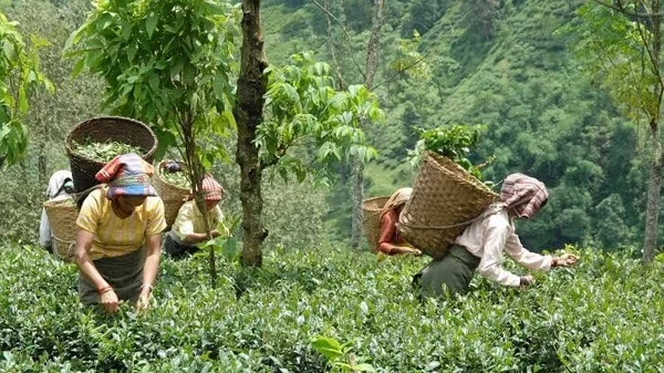 चिया बगानका श्रमिकहरूका मागमा बैठक हुन छाडेको भन्दै असन्तोष व्यक्त